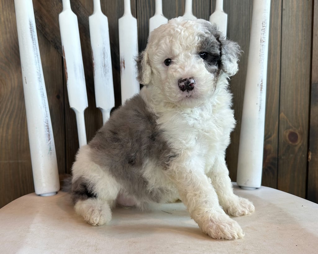 A picture of a Carli, one of our Mini Sheepadoodles puppies that went to their home in Illinois