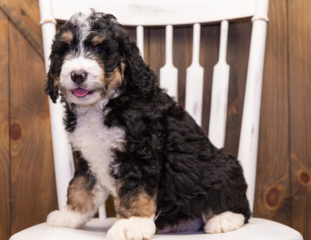 Gerald is an F1 Bernedoodle that should have  and is currently living in Virginia 