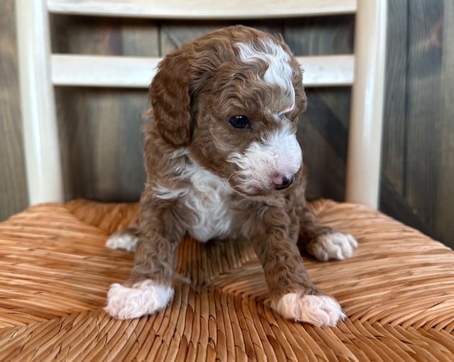 Odie is an F1BB Goldendoodle for sale in Iowa.