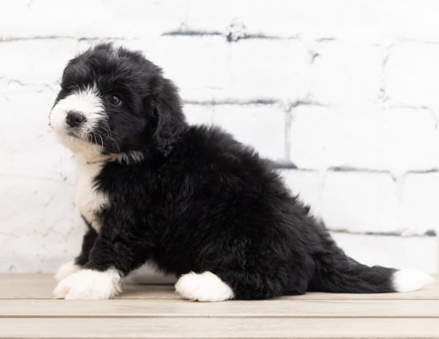 Zango is an F1 Bernedoodle that should have  and is currently living in California