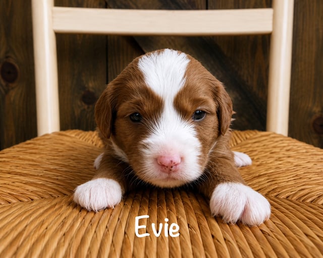 A picture of a Evie, a gorgeous Mini Goldendoodles for sale