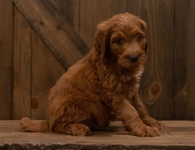 Another great picture of Ike, a Irish Doodles puppy