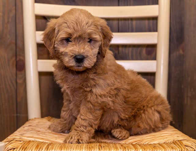 Duke is an F1 Goldendoodle that should have  and is currently living in South Dakota