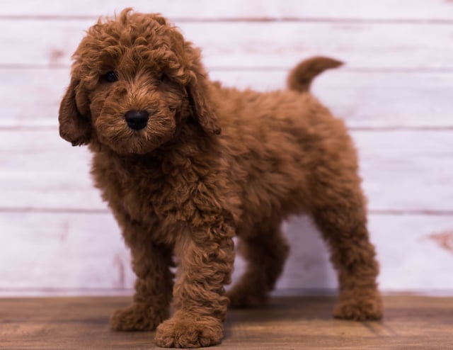 Gerald is an F1B Goldendoodle that should have  and is currently living in Tennessee