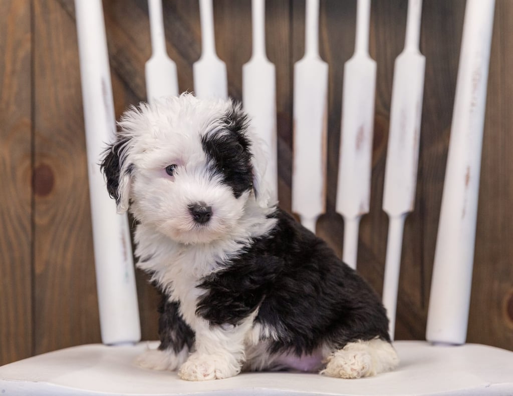 Tiana is an F1 Sheepadoodle that should have  and is currently living in Texas
