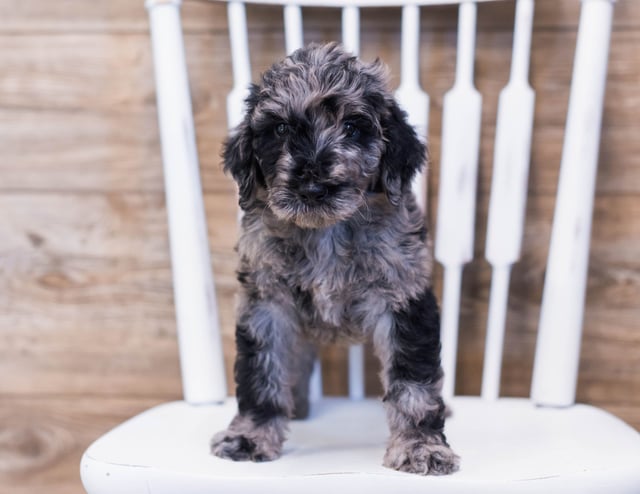 A picture of a Aci, one of our Standard Goldendoodles puppies that went to their home in California