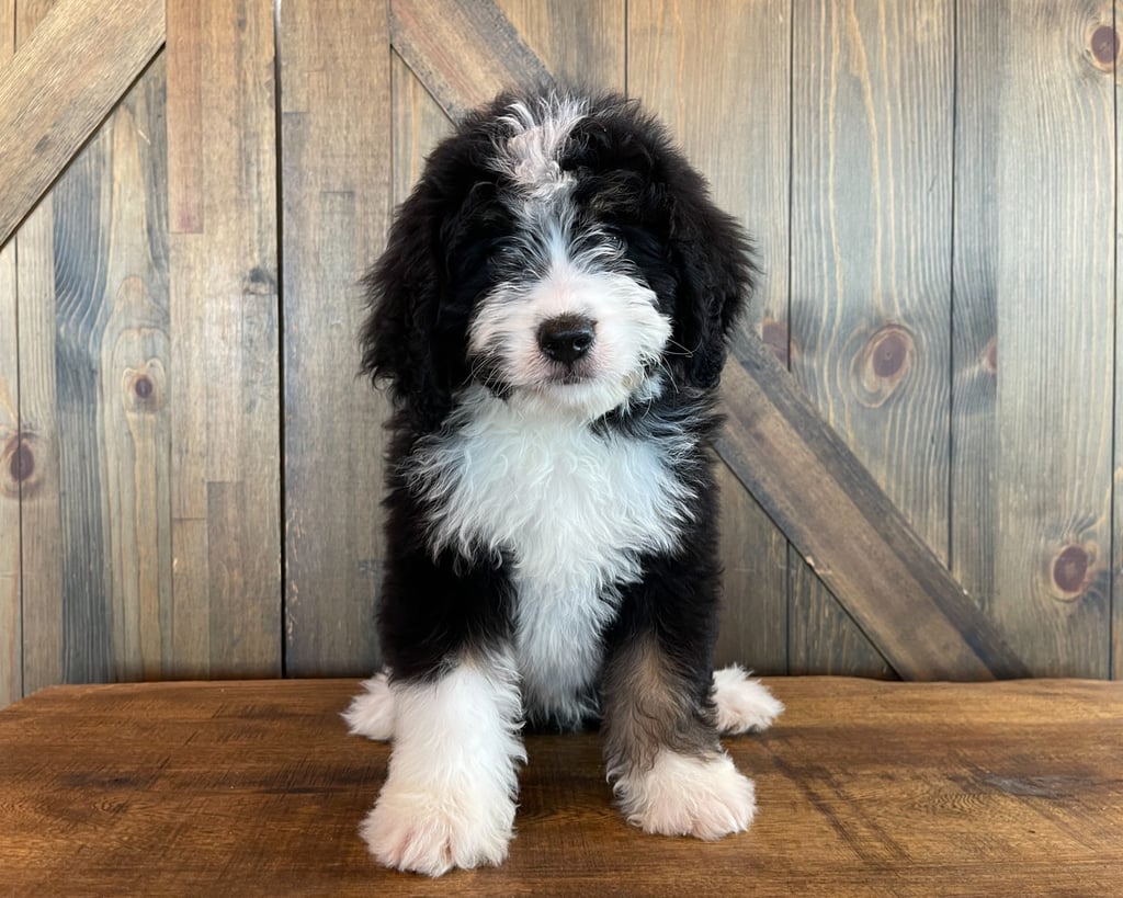 A picture of a Xaver, one of our Standard Bernedoodles puppies that went to their home in California