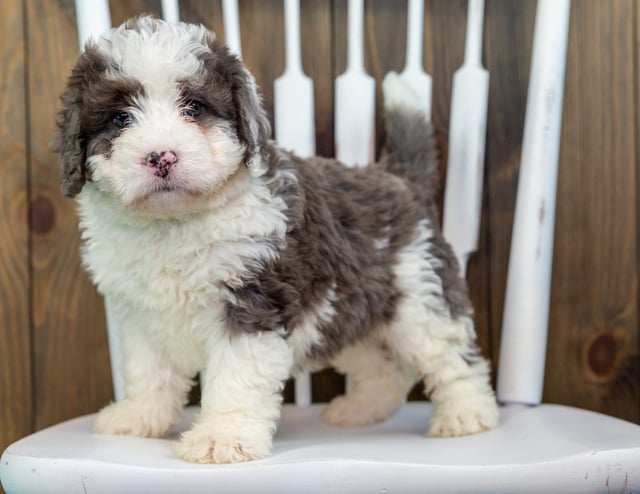 Val is an F1 Bernedoodle that should have  and is currently living in Massachusetts 