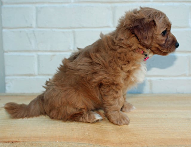 Hazel is an F1BB Goldendoodle that should have  and is currently living in Pennsylvania 