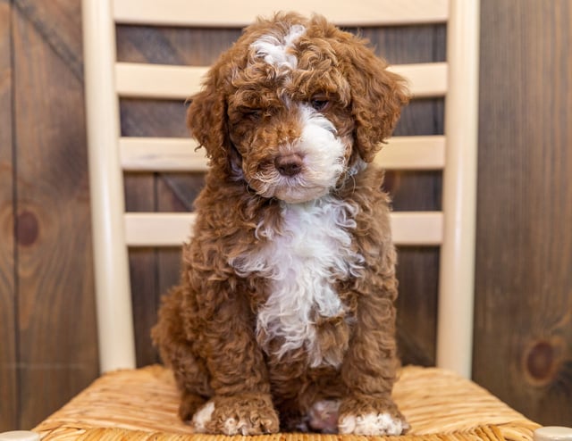Jack came from Paisley and Houston's litter of Multigen Australian Goldendoodles