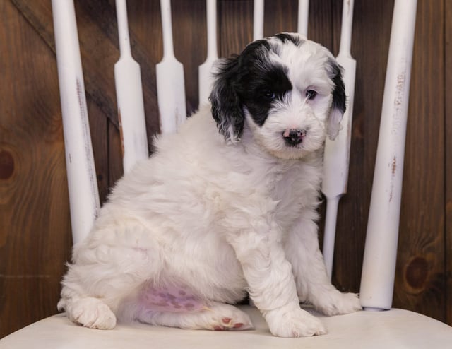 A picture of a Irwin, one of our Mini Sheepadoodles puppies that went to their home in Illinois