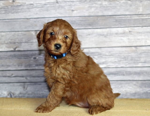 Udelle is an F1B Goldendoodle that should have  and is currently living in Nebraska