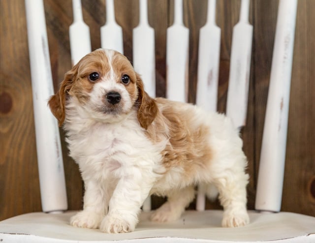 A picture of a Rocco, one of our Mini Irish Doodles puppies that went to their home in North Dakota 