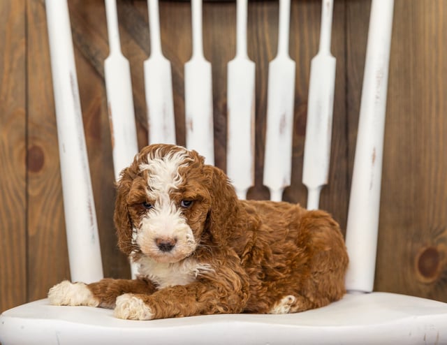 Faye is an F1B Goldendoodle that should have  and is currently living in Iowa