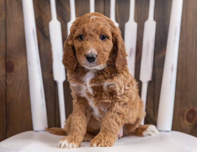 Zola is an F1 Irish Doodle for sale in Iowa.