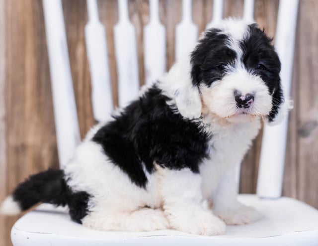 A picture of a Elf, one of our Standard Sheepadoodles puppies that went to their home in Nebraska