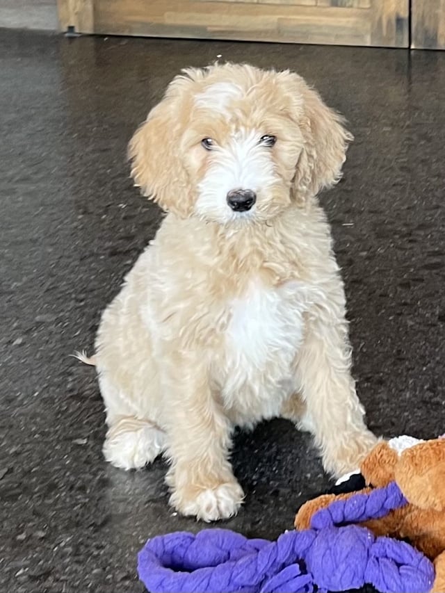 Sugar is an F1 Goldendoodle that should have  and is currently living in Virginia