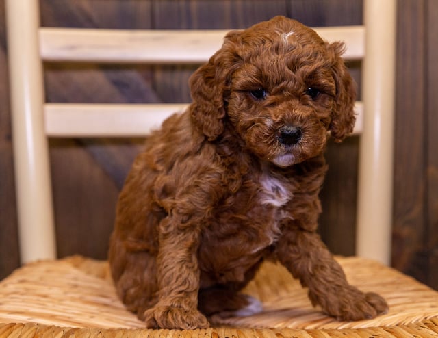A picture of a Bonnie, one of our Mini Goldendoodles puppies that went to their home in California