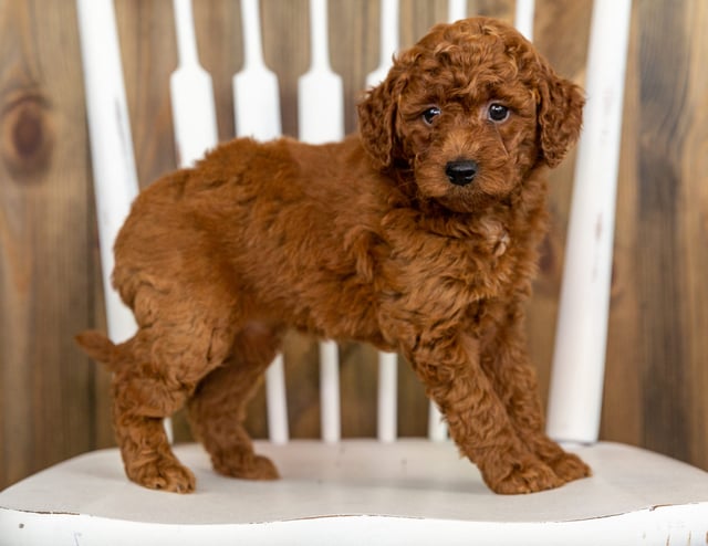 Pebbles came from Berkeley and Taylor's litter of F1B Goldendoodles