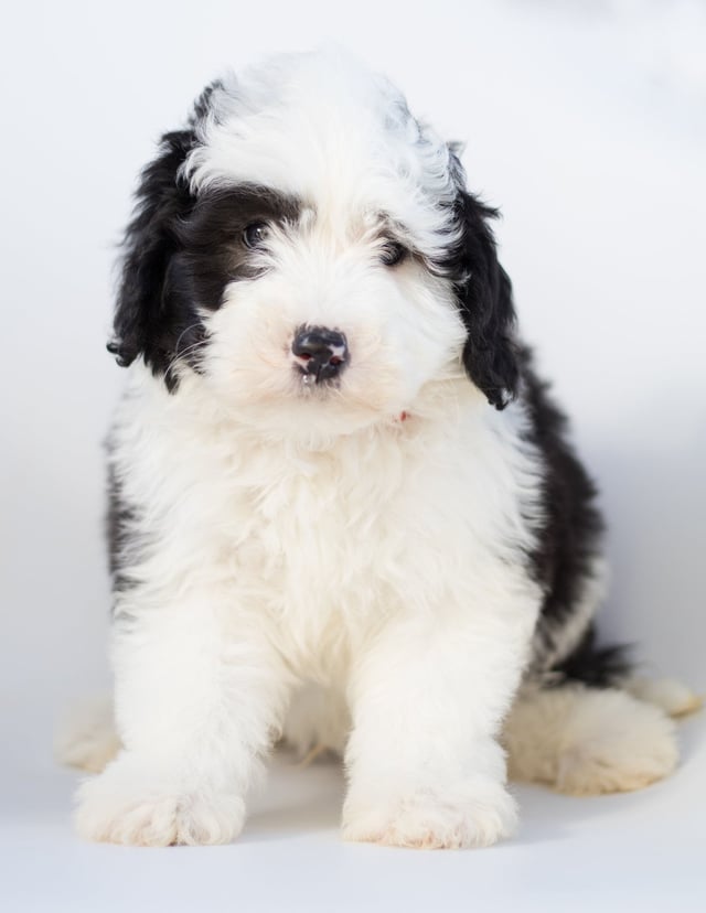 This litter of Sheepadoodles are of the F1 generation.