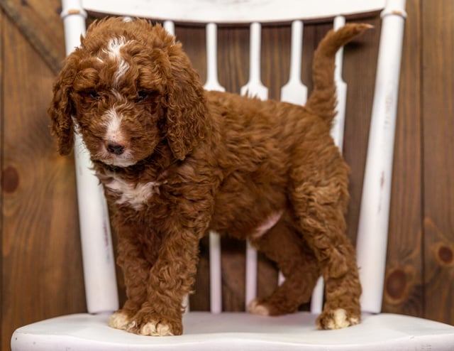 Zee is an F1B Goldendoodle that should have  and is currently living in Ohio