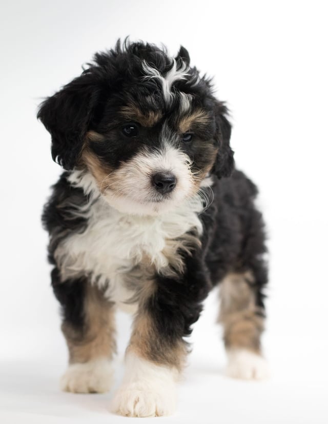 Frodo came from Tyrell and Stanley's litter of F1 Bernedoodles