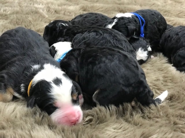 Bernedoodles bred in in Iowa by Poodles 2 Doodles