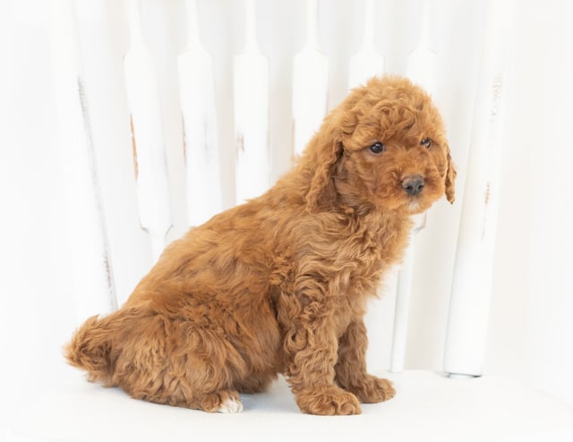 Mocha is an F1B Goldendoodle that should have  and is currently living in Iowa