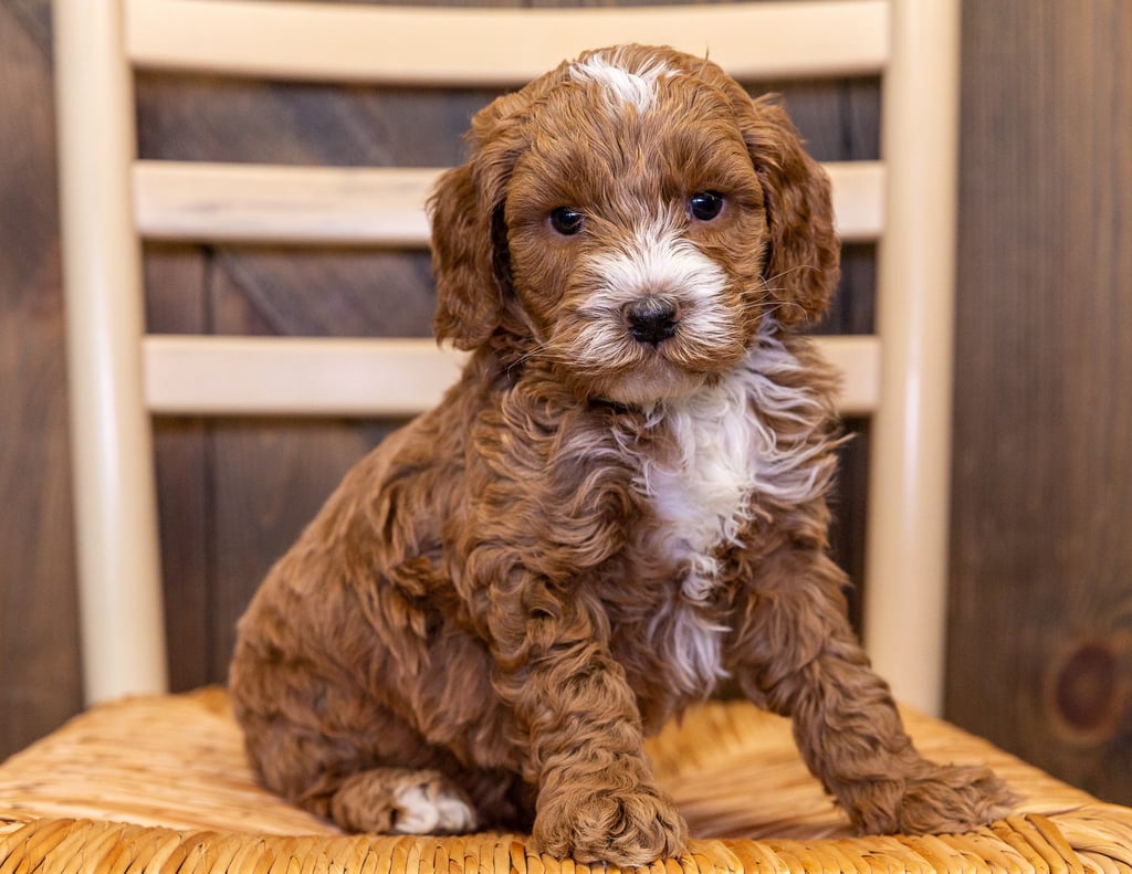 A picture of a James, one of our Mini Australian Goldendoodles puppies that went to their home in New York