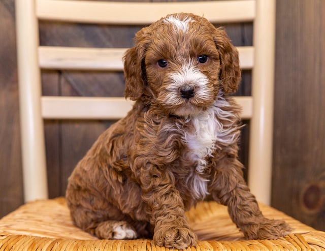 A picture of a James, one of our Mini Australian Goldendoodles puppies that went to their home in New York