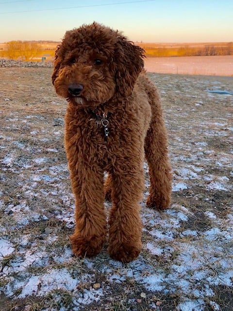 A picture of one of our Australian Labradoodle father's, Houston.