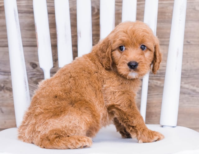 Radar is an F1 Goldendoodle that should have  and is currently living in Illinois