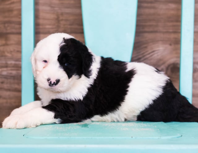 Elijah is an F1 Sheepadoodle that should have  and is currently living in Flordia