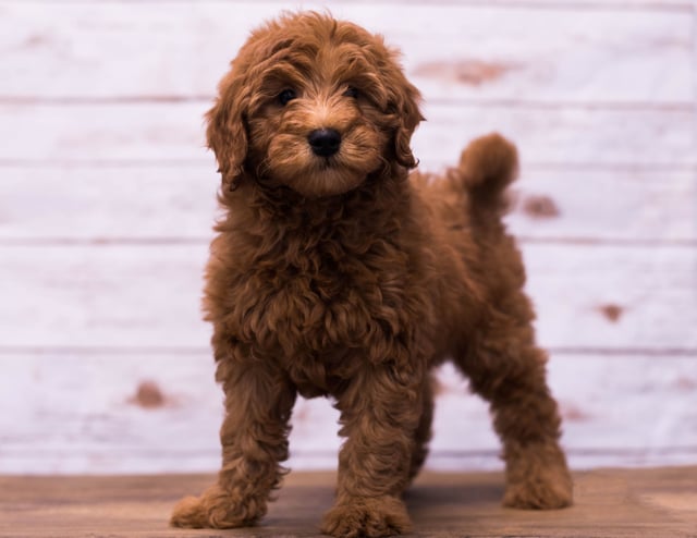 Gunner is an F1B Goldendoodle that should have  and is currently living in Nebraska