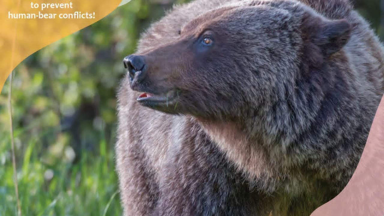Bear Fair