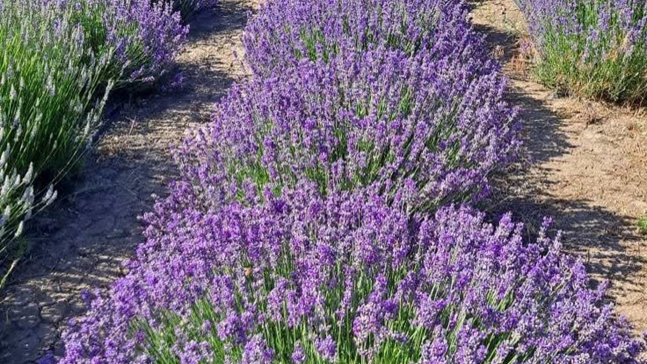 Oil Distillation Workshop at Longview Lavender Farm