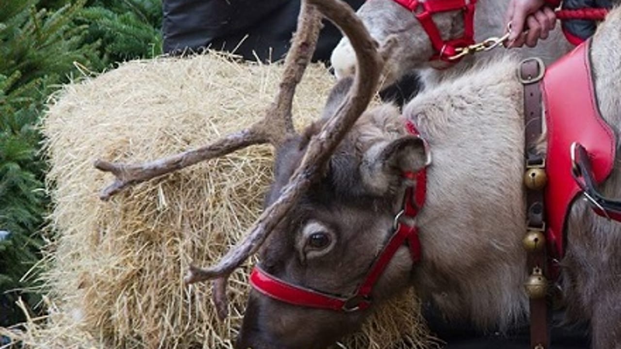 Reindeer in Bigfork!