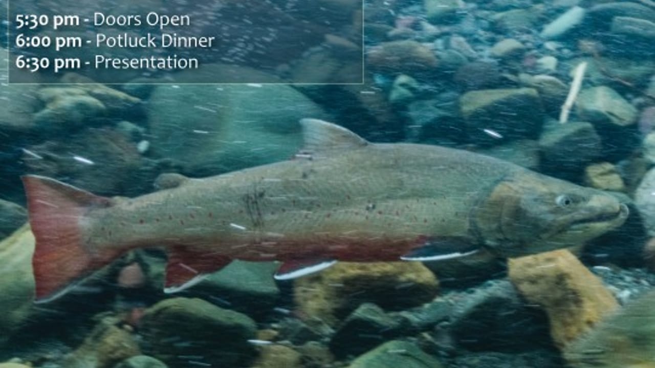Community Potluck & Presentation: Lake & Bull Trout in the Swan