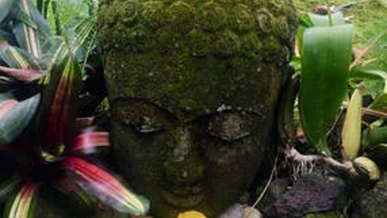 Gentle Flow & Chair Yoga by Krista Sanderson