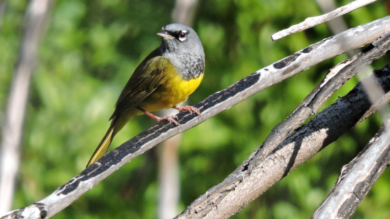 Warbler Weekend
