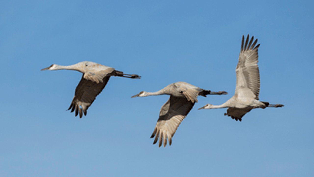 General Meeting: West Valley Birds & History