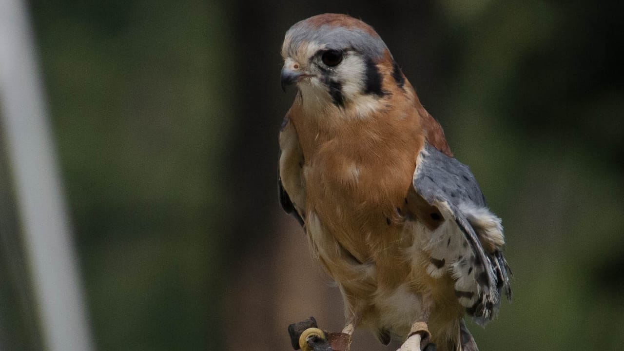 Birds of Prey ID Workshop at Wild Wings Raptor Recovery Center