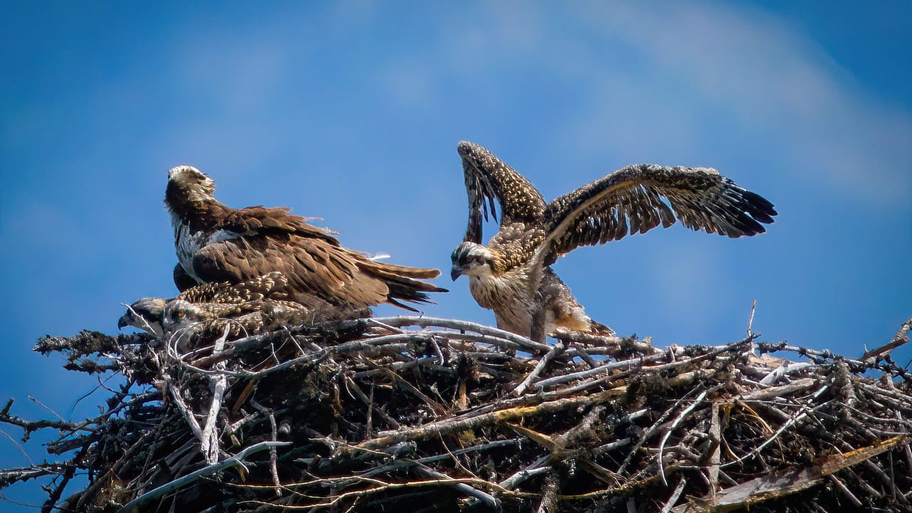 General Meeting: Osprey Ecology and Nest Monitoring Project