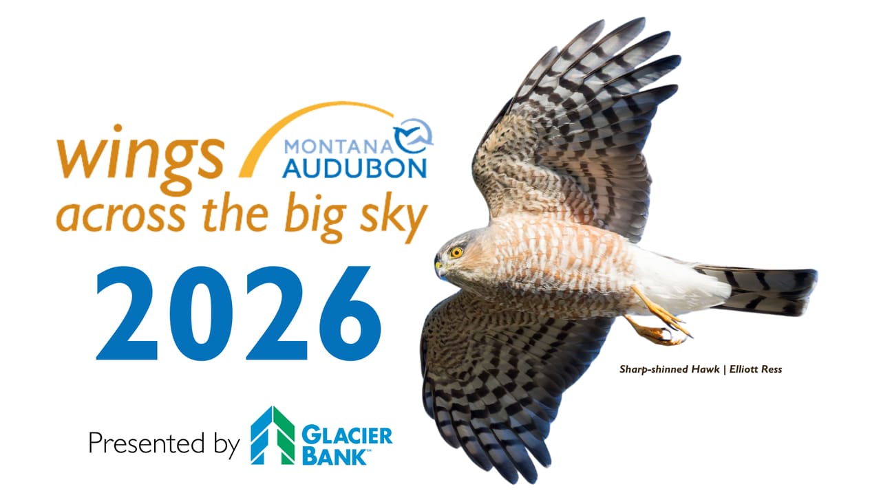 Wings Across the Big Sky Festival