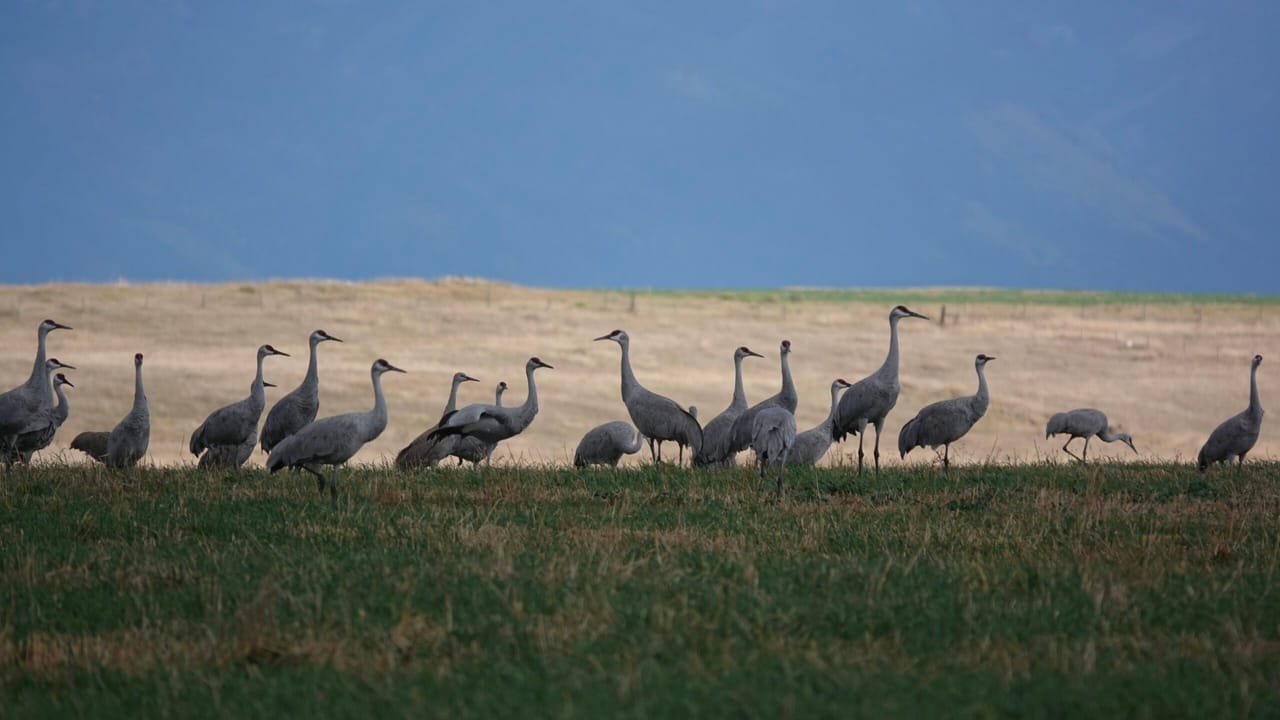 Sandhill Crane Viewing at West Valley Ponds