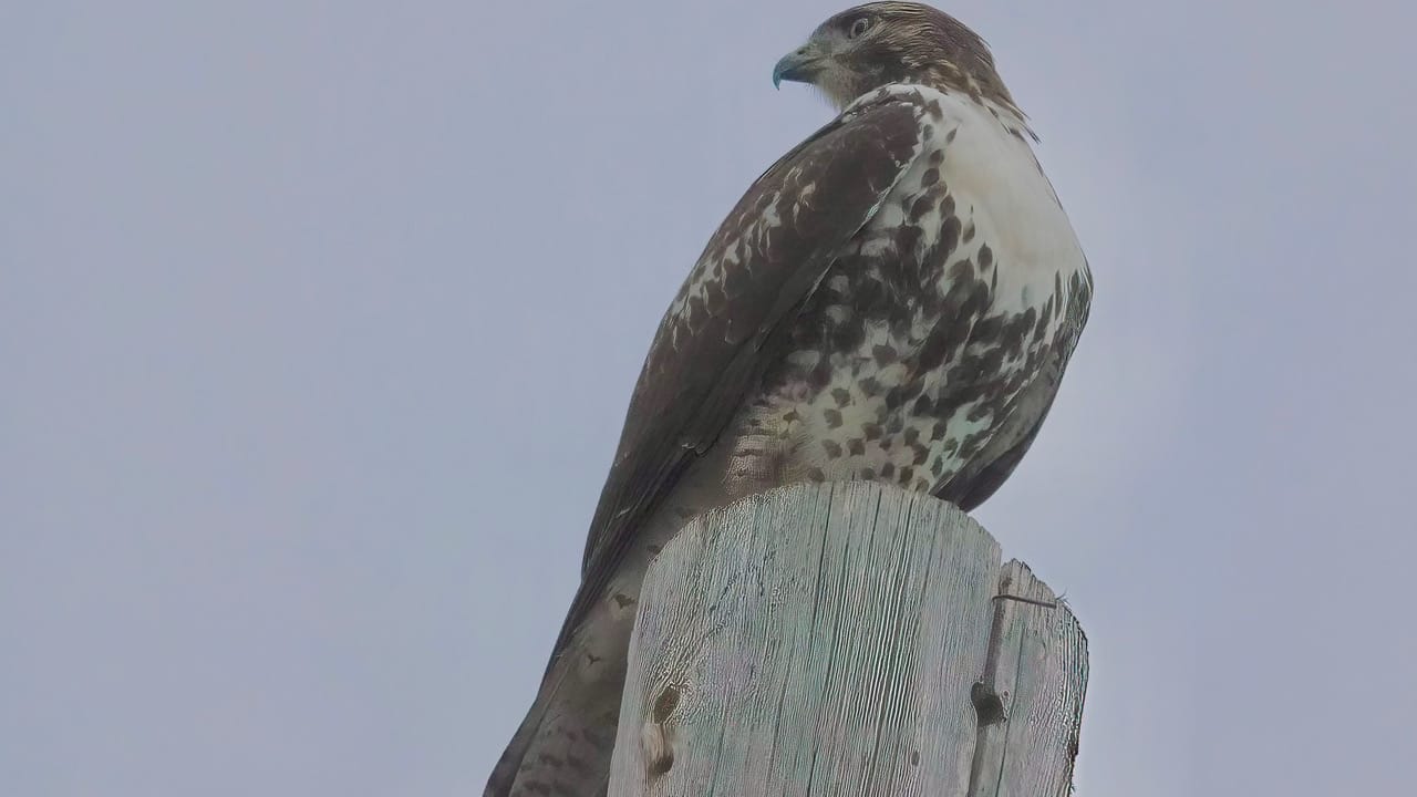 Creston Raptor Quest