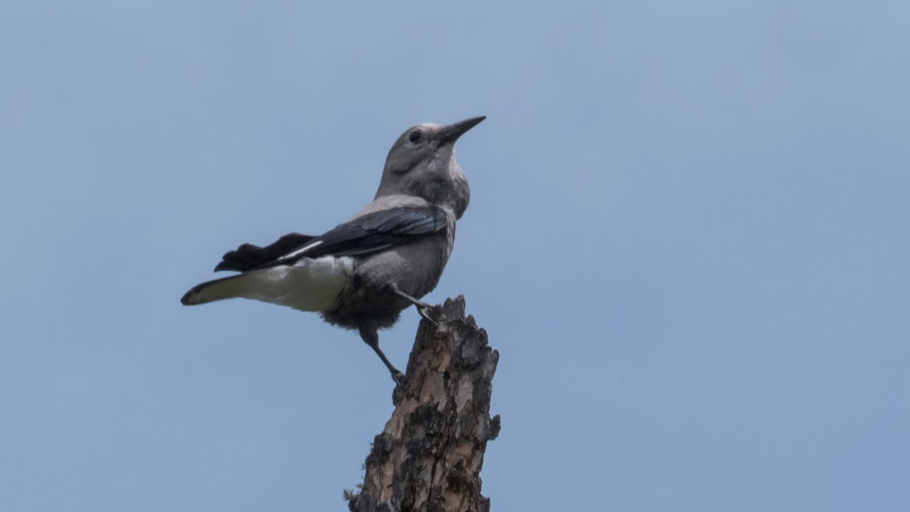 Birding at Summit Nature Center