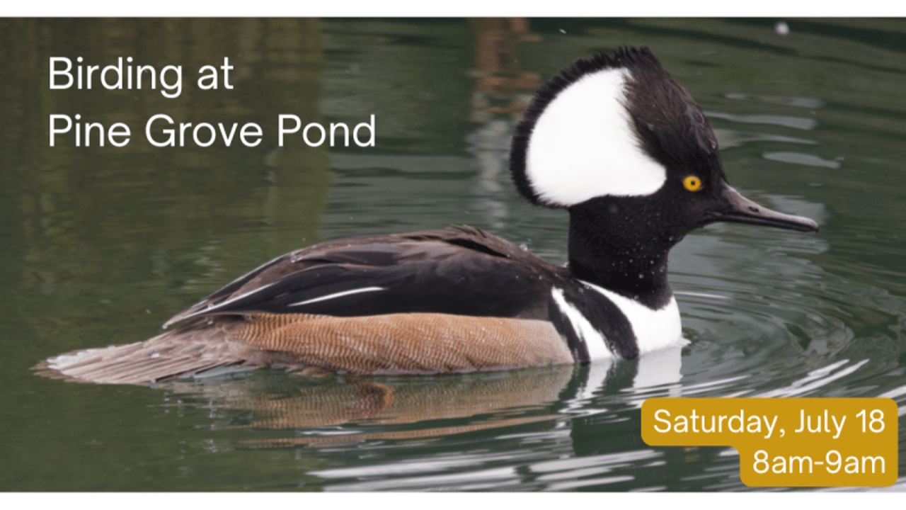 Birding at Pine Grove Pond