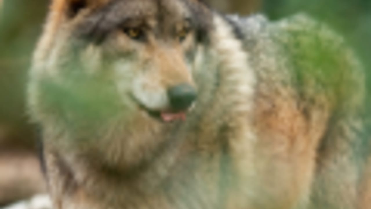 Glacier Symphony: Peter and the Wolf