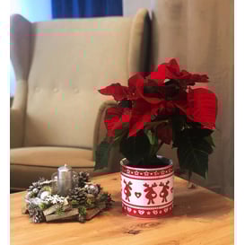 Picture of 35.038.14 Posuda četvrtastog oblika - crvena